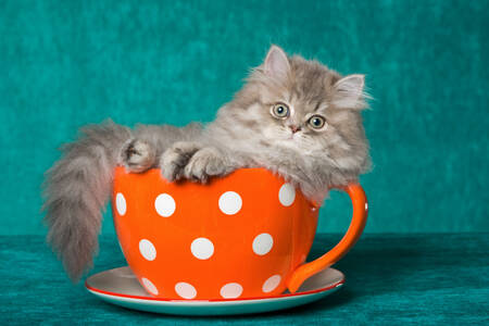 Gattino in una tazza