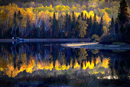 Jesienny krajobraz kanadyjskiego lasu
