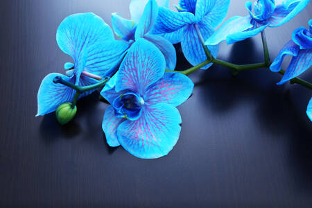 Modré orchidey
