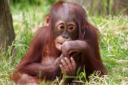 Piccolo Orangutan