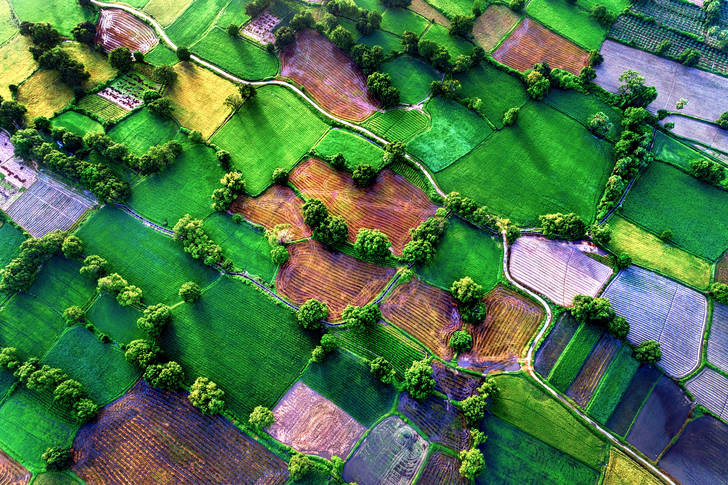 Vista superior dos campos de arroz