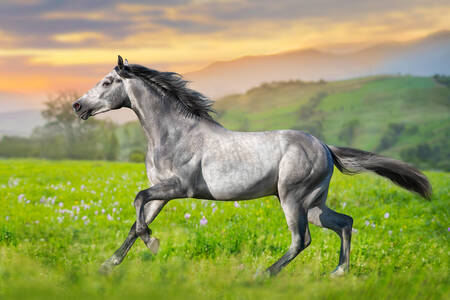 Кінь на весняному лузі