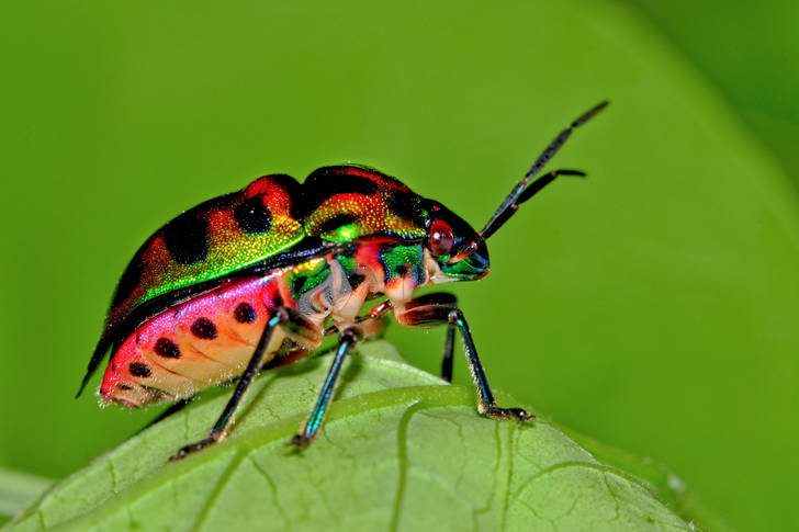 Разноцветный жук