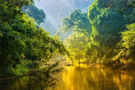 Ποταμός στο τροπικό δάσος