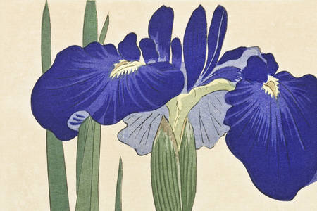 Ohara Koson: "Blauwe Irissen"