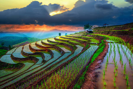Campo de arroz en terrazas