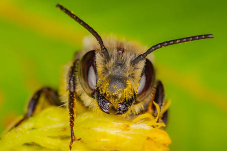 L'abeille recueille le pollen