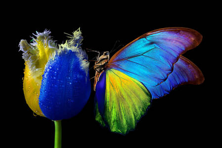 Vlinder op een tulp