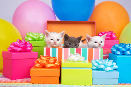 Gatitos y cajas de regalo.