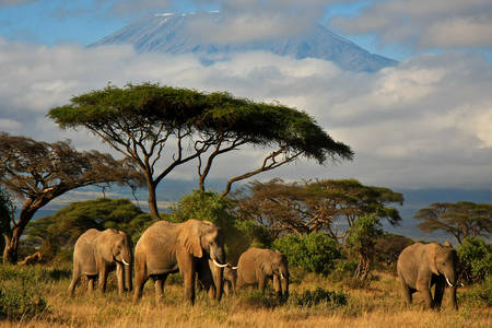 Familia de elefanți