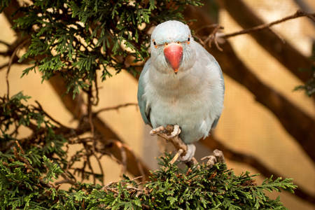 Indyjska papuga obrączkowana