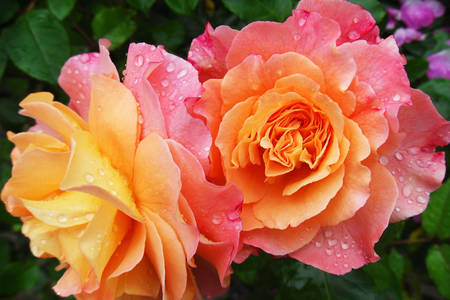 Zweifarbige Rosen