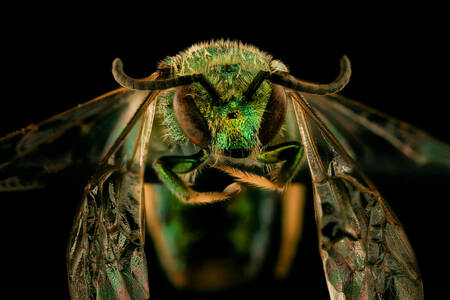 Smaragdová včela