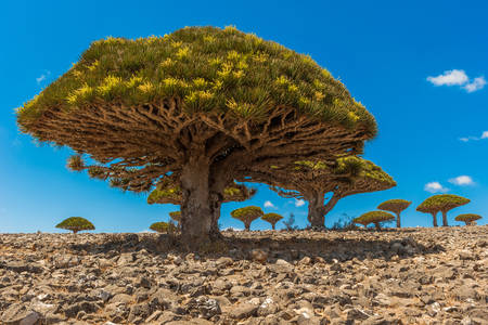 Árvores Dracaena na Ilha de Socotra