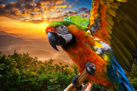 Ara-papegoja på bakgrunden av solnedgången