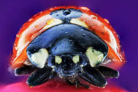 Macrofoto van een lieveheersbeestje