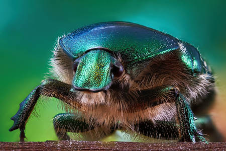 Zdjęcie makro kudłatego chrząszcza