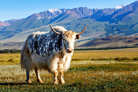 Yak blanc de l'Himalaya