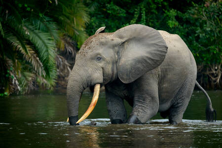 Elefant african de pădure