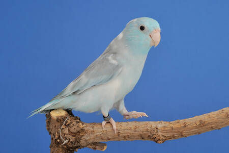 Modrý papagáj