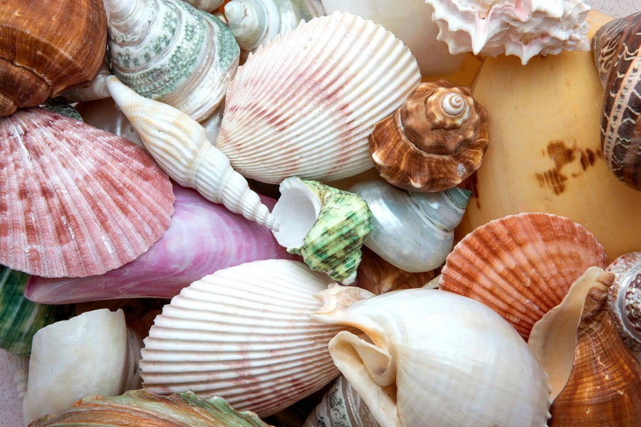 Collection de coquillages