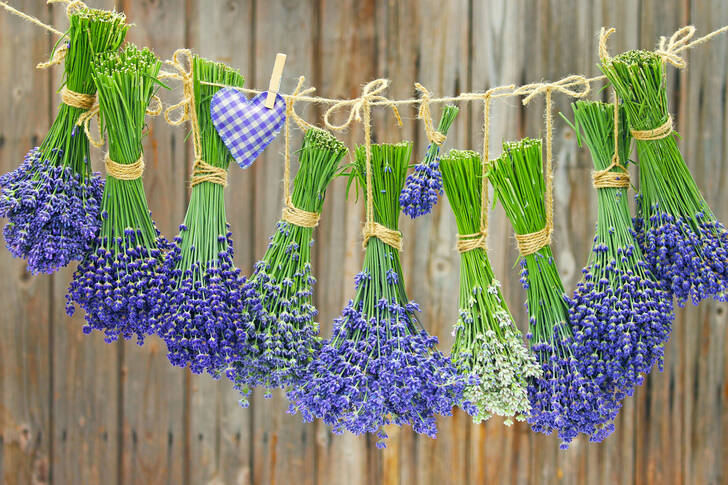 Bunches of lavender