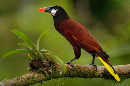 Sångfågel Oropendola Montezuma