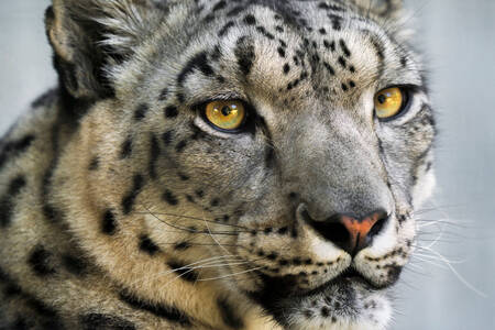 Portret snježnog leoparda