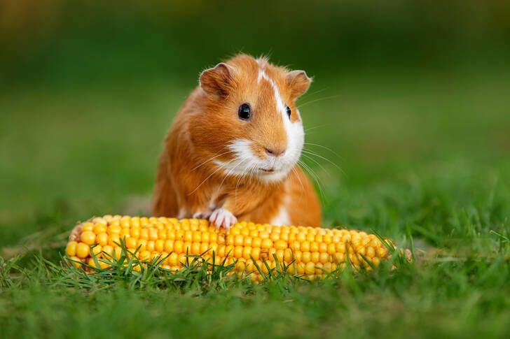 Guinea pig with corn