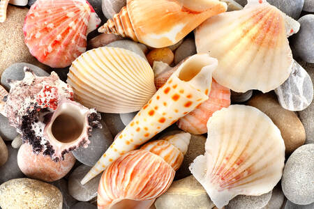 Sea shells on rocks