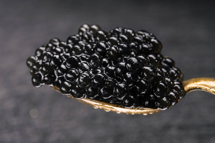 Schwarzer Kaviar hautnah