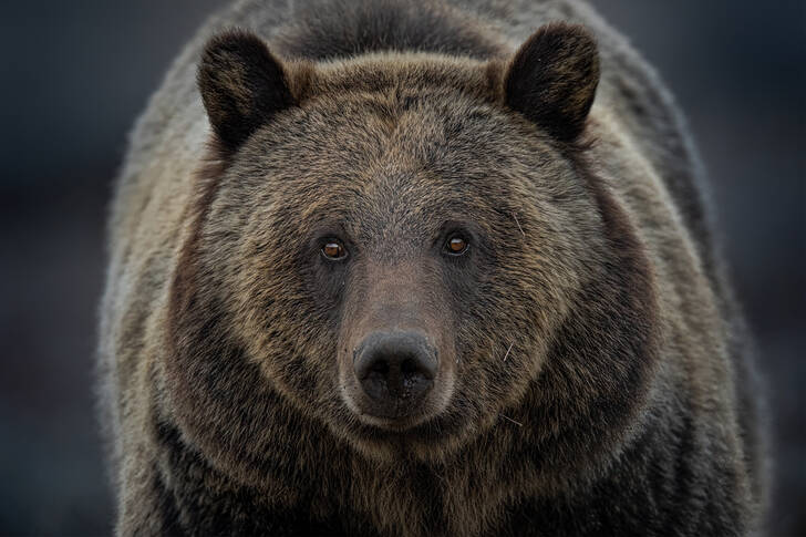 Grizzly björn