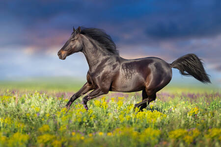 Horse in the meadow