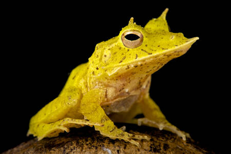 Yellow horned frog