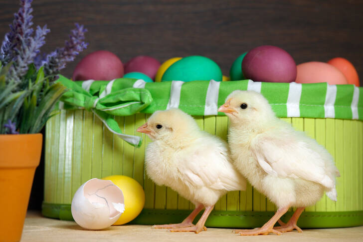 Poules et oeufs de Pâques