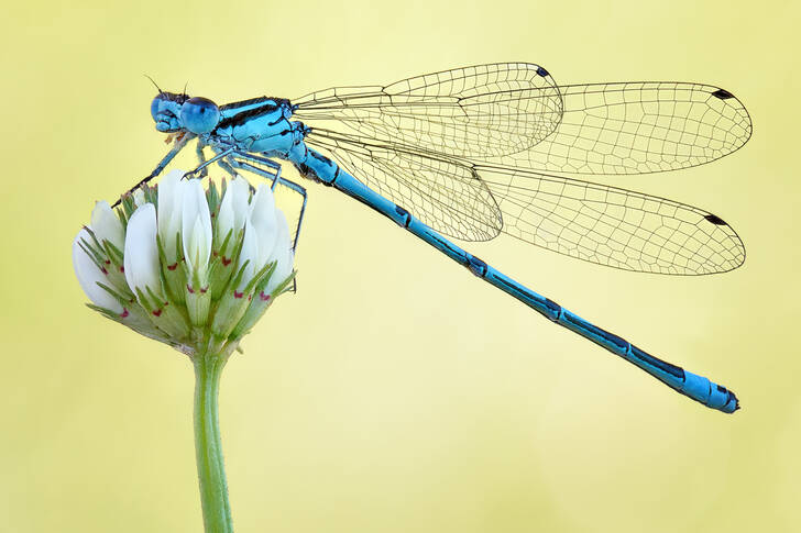 Dragonfly on a flower