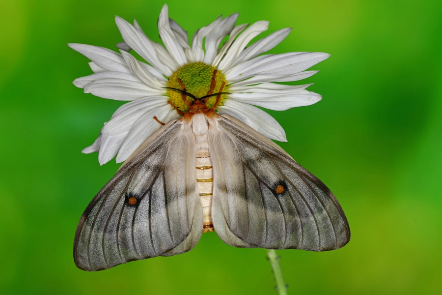 Gespenstische Seidenraupe
