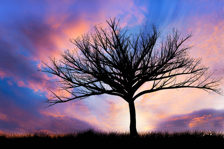 Tree against the backdrop of sunset