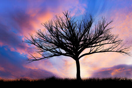 Дерево на тлі заходу сонця