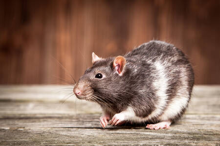 Szczur na drewnianym tle
