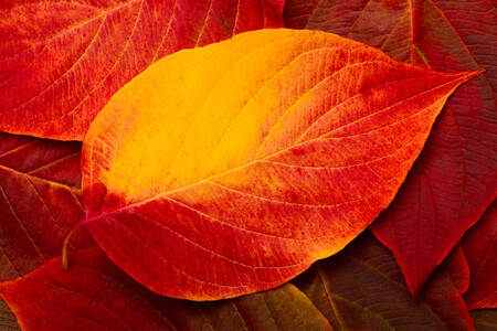 Oranžové podzimní listí