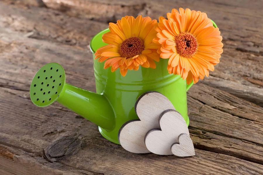 Gerbera's in een gieter