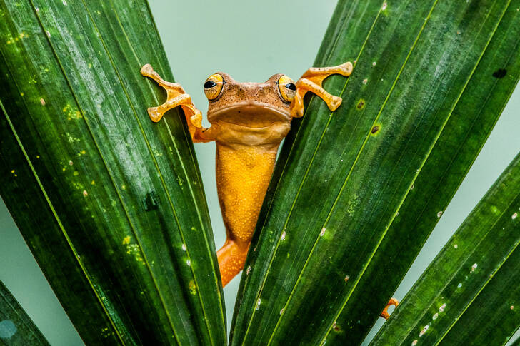 Žaba na listoch