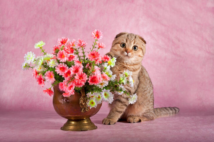 Mačić s cvijećem