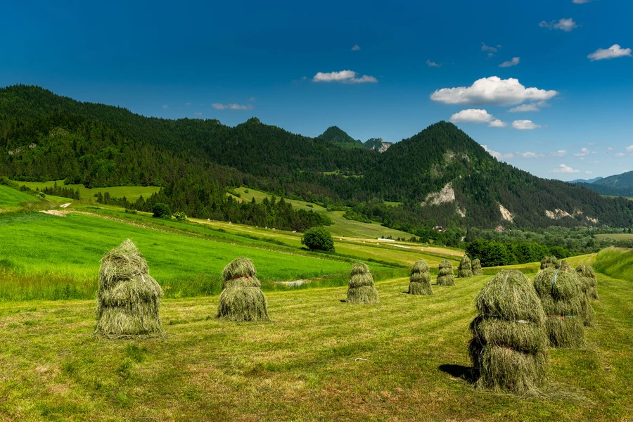Сено на лугу