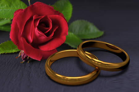 Rosa vermelha e alianças de casamento