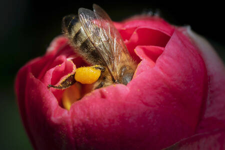 Бджола у квітці