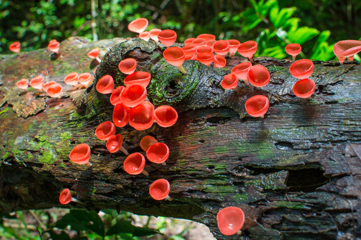 Orange mushrooms in the forest