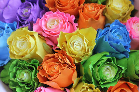 Rosas multicolores