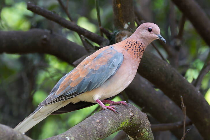 Palm dove